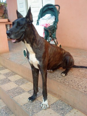 Dogue Allemand - Tananarive, Madagascar