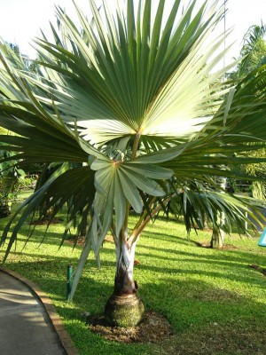 Vente de palmiers et d&eacute;coration de jardin - Toamasina, Madagascar