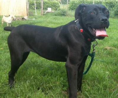 Cane Corso a vendre Image principale