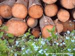 Grande promotion de bois de chauffage(30€) Image principale