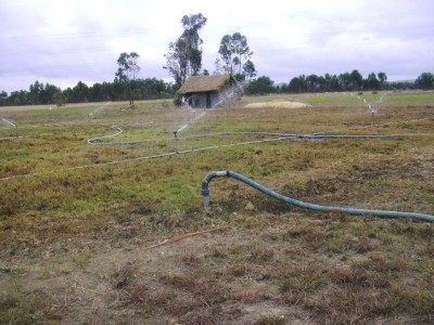 ferme de 12 ha vaches laiti?res - Moramanga, madagascar