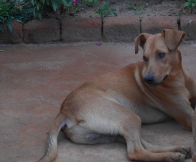 Pour cause de d&eacute;part, donnons notre chien, Max  - antananarivo, Madagascar