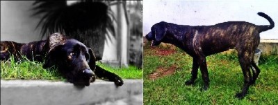 dogue allemand - antananarivo, madagascar