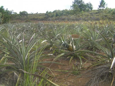 terrain 12 Ha - Moramanga, madagascar