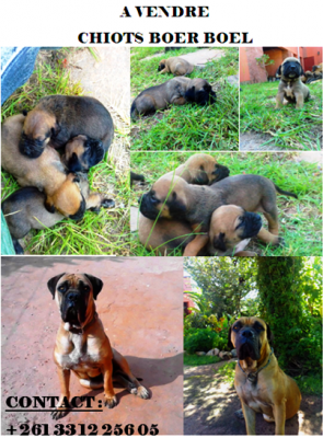 CHIOTS BOER BOEL A VENDRE - ANTANANARIVO, MADAGASCAR