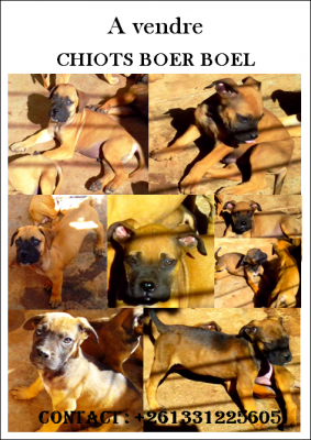 CHIOTS BOER BOEL - ANTANANARIVO, MADAGASCAR