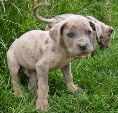 Dogue allemand - antananarivo, madagascar