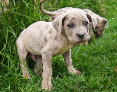 Chiots dogue allemand  - antananarivo, madagascar
