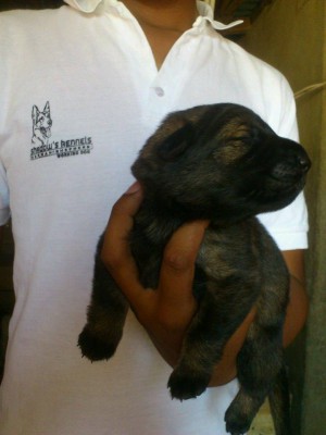 Chiots Berger Allemand Gris - Lignee Travail - Inscrits au LOF et LOM  - Antananarivo, Madagascar