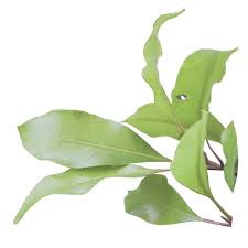 VENTE DE RAVINTSARA - ANTANANARIVO, MADAGASCAR