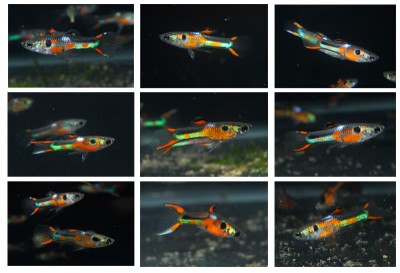 Vente Guppy endler  - Itaosy , Madagascar 