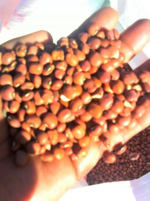VENTE DES NIEBES ROUGES - tananarive, Madagascar