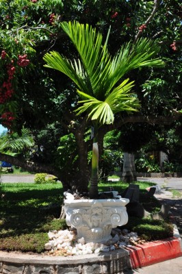 Vente de palmiers et décoration de jardin Miniature 1