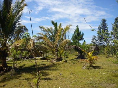 Terrain à vendre situé à 26 km de Toamasina sur RN5 Miniature 1