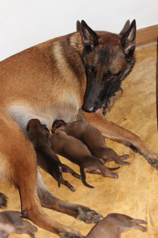 Vend chiots Miniature 1