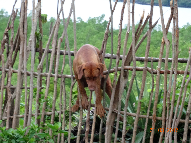 Vend chiots Image principale