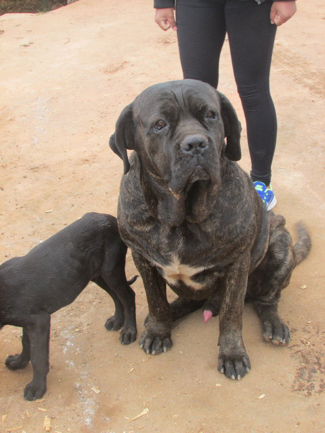 Chiots a vendre Miniature 1