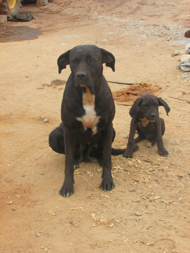 Chiots a vendre Miniature 2