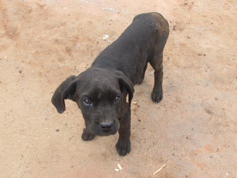 Chiots a vendre - antananarivo, madagascar