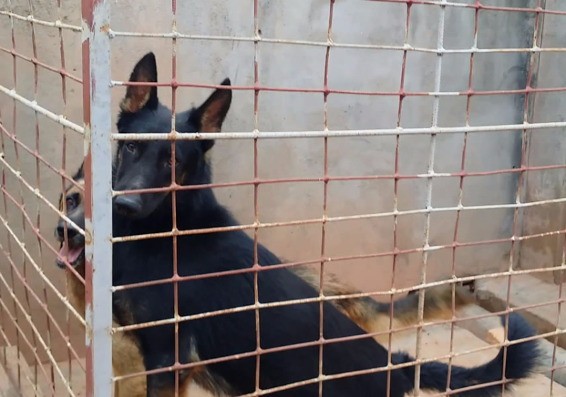 CHIOTS BERGER ALLEMAND A VENDRE Image principale