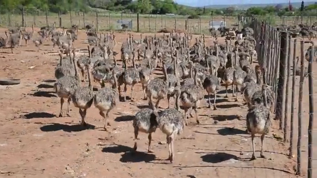  Les oeufs d'autruche, d'émeu oeufs, oeufs de nandous et leurs poussins - Antananarivo, madagascar