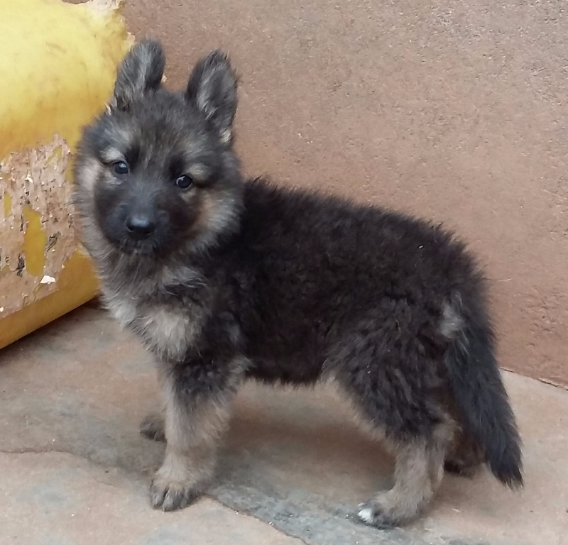 CHIOTS BERGER ALLEMAND A VENDRE Miniature 2