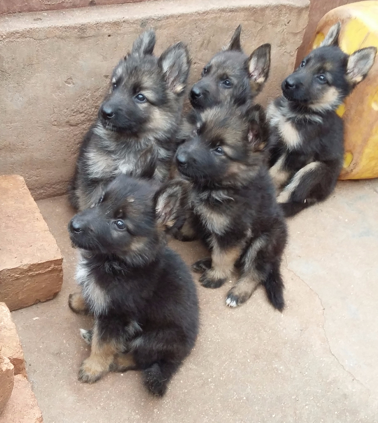 CHIOTS BERGER ALLEMAND A VENDRE Miniature 3