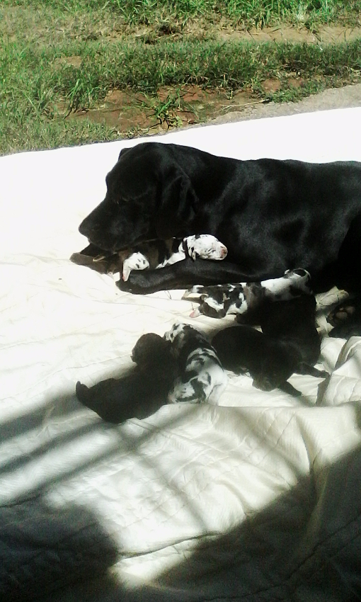 vends chiots dog allemand - antananarivo, madagascar