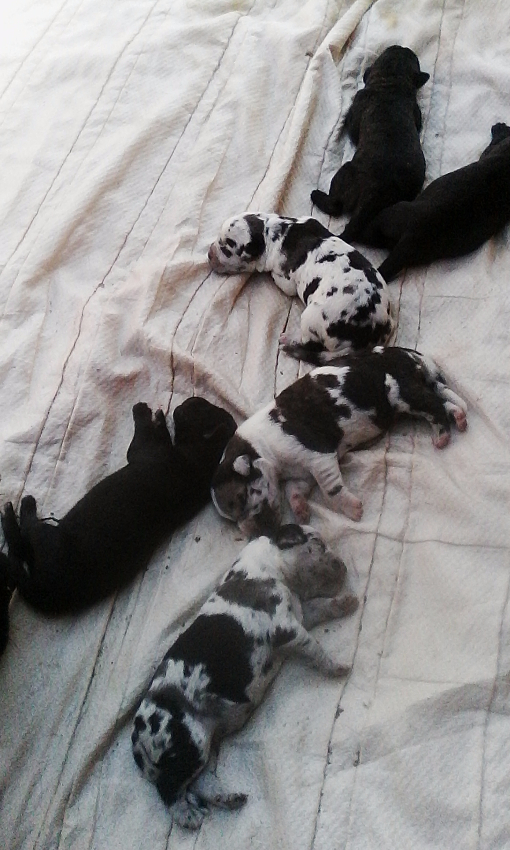 vends chiots dog allemand Miniature 1