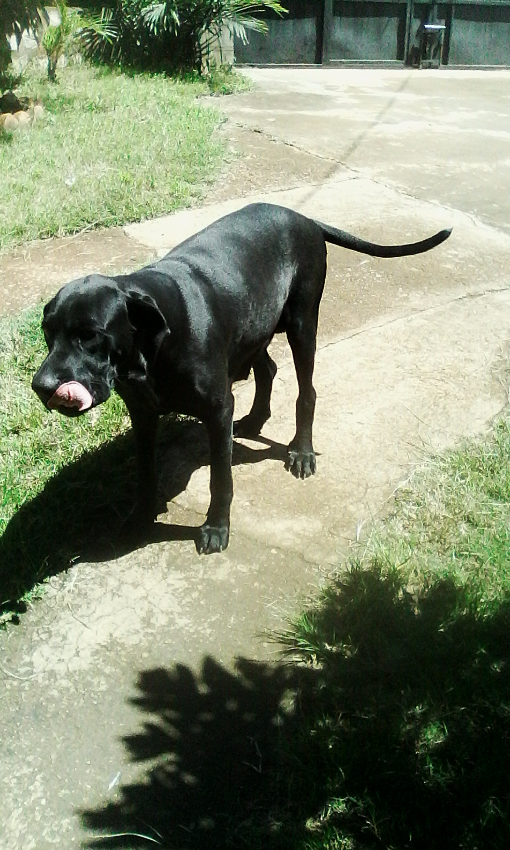 vends chiots dog allemand Miniature 2