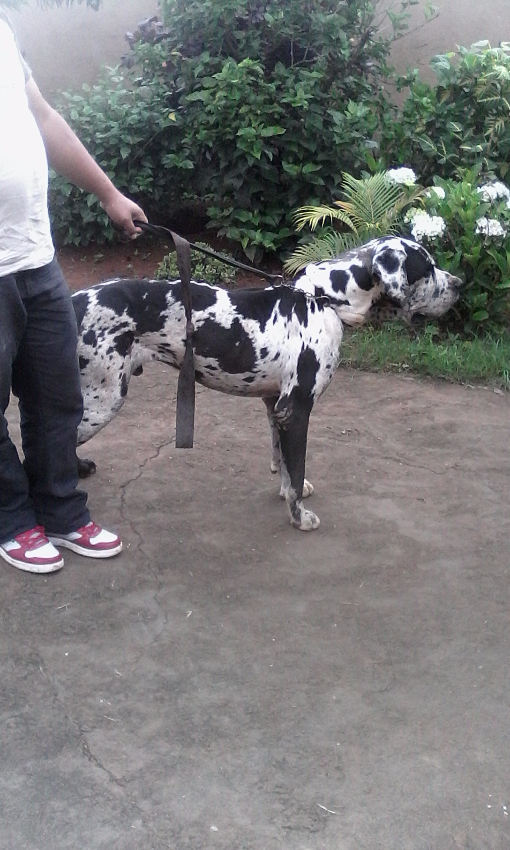 vends chiots dog allemand Miniature 3
