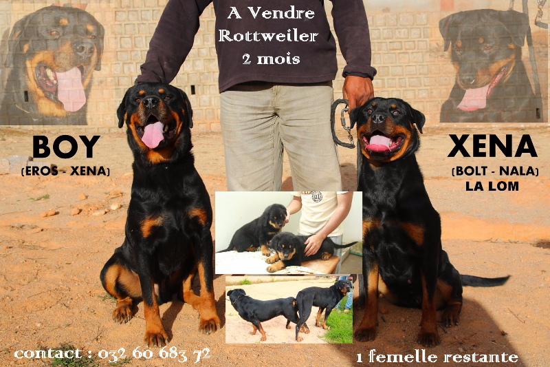 Chiots Rottweiler disponibles Image principale