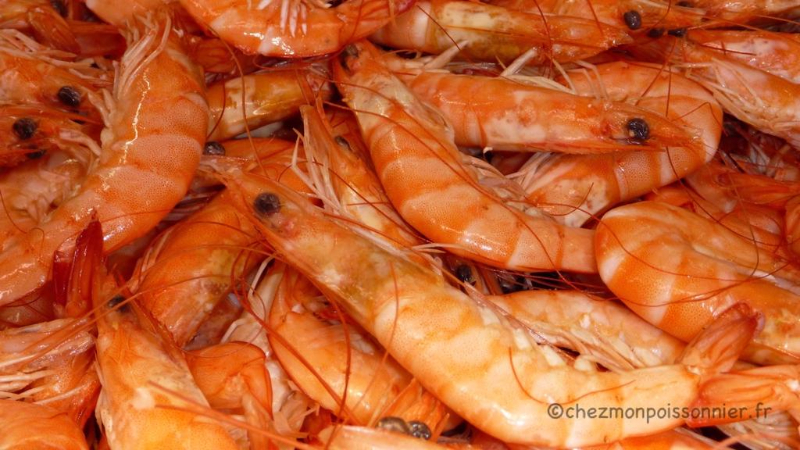 Cherche approvisionnement de crevettes - Analakely, Madagascar