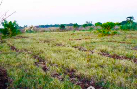 Vends terrain à Antaravay-Salino commune de Tuléar - TULEAR, MADAGASCAR