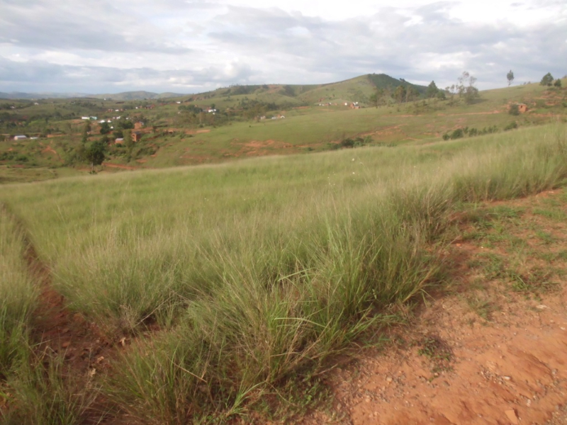 A VENDRE TERRAIN 3Ha Ikianja Avaratra Ambohimangakely Miniature 3