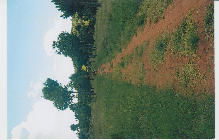 TERRAIN A VENDRE 20ha ANKOFIKA TANA Miniature 1