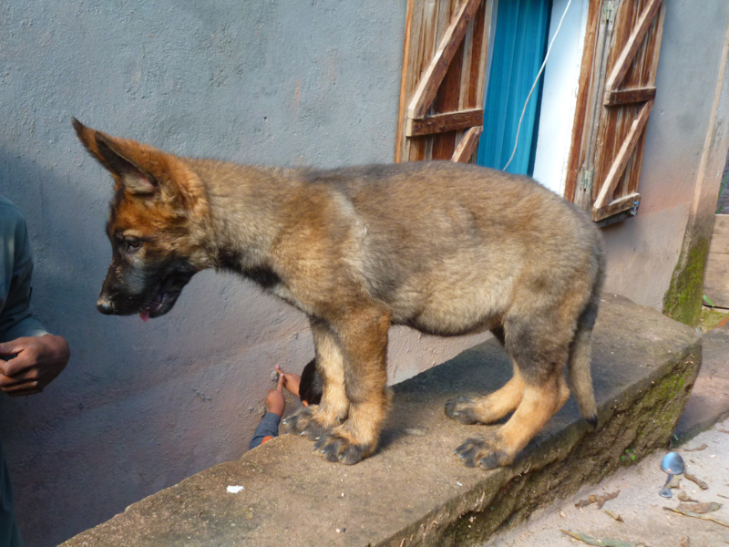 2 BEAUX CHIOTS BERGER ALLEMAND 100% TRAVAIL  - Antananarivo, Madagascar