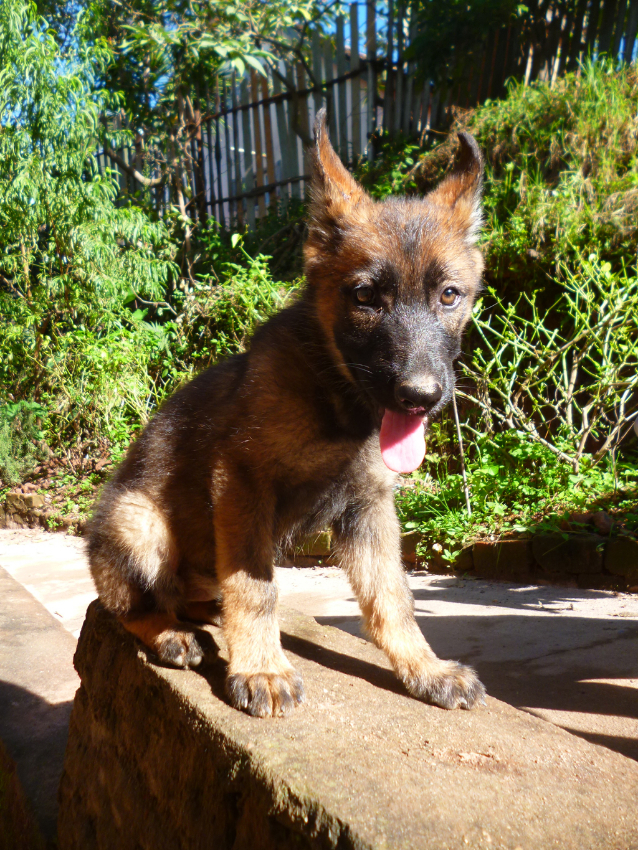 2 BEAUX CHIOTS BERGER ALLEMAND 100% TRAVAIL  Miniature 1