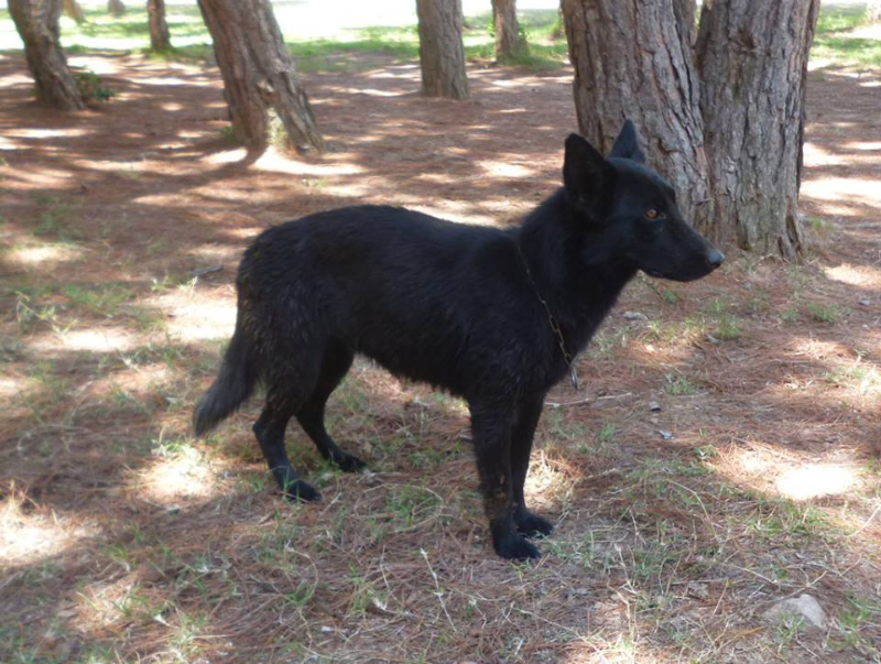 2 BEAUX CHIOTS BERGER ALLEMAND 100% TRAVAIL  Miniature 2
