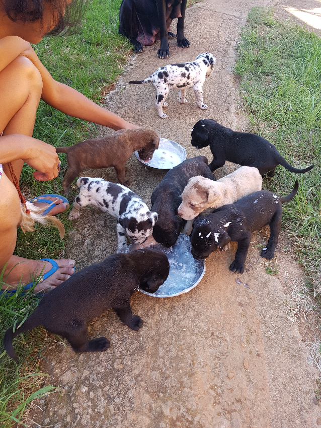 vente chiots dog allemands - antananarivo, madagascar