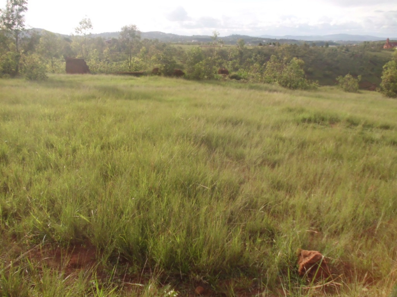 A VENDRE URGENT TERRAIN 884m2 et 3ha AMBOHIMANGAKELY Miniature 3
