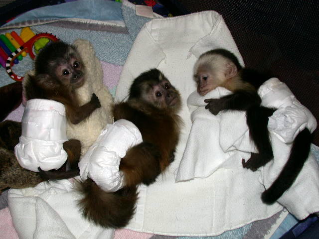 bébés singes et bébés chimpanzés - Antananarivo, Madagascar