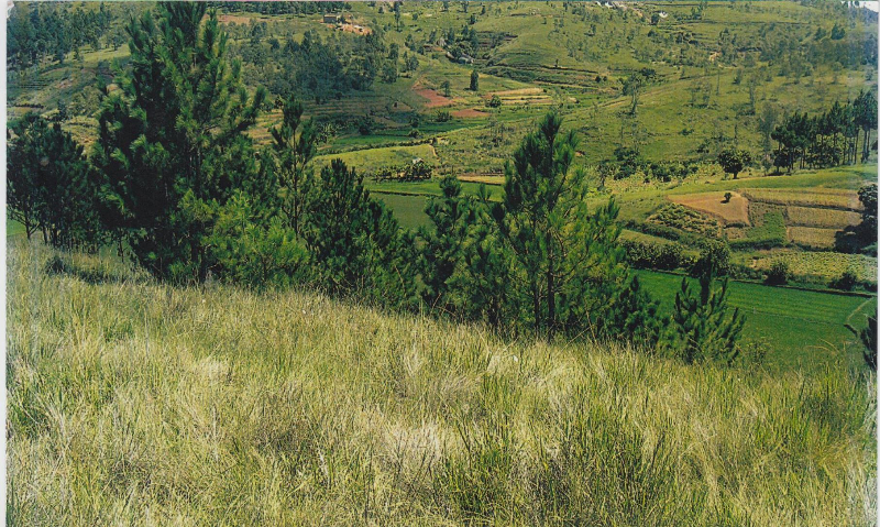 TERRAIN A VENDRE 20ha ANKOFIKA TANA Miniature 2