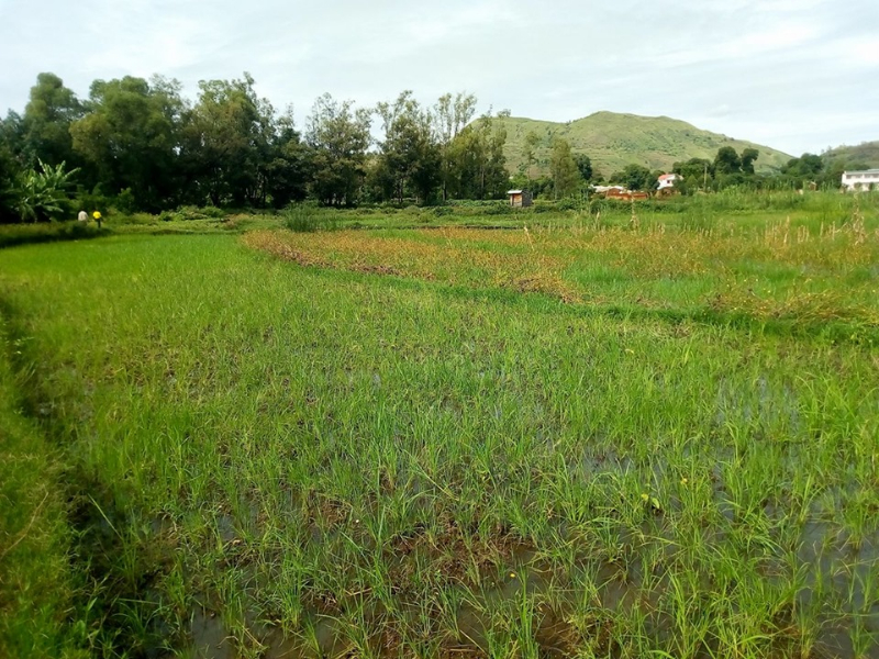 Terrain a Ampefy - Tana Ampefy, Mada