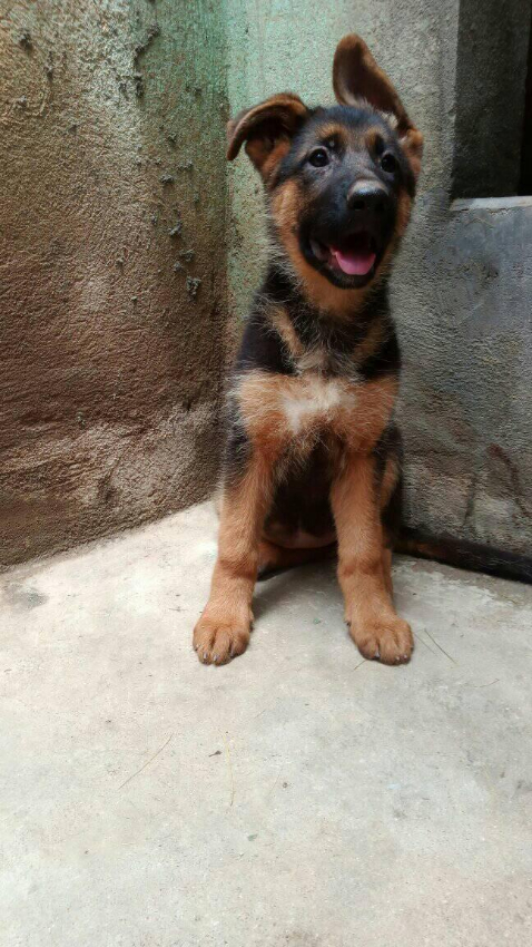 CHIOTS BERGER ALLEMAND Image principale