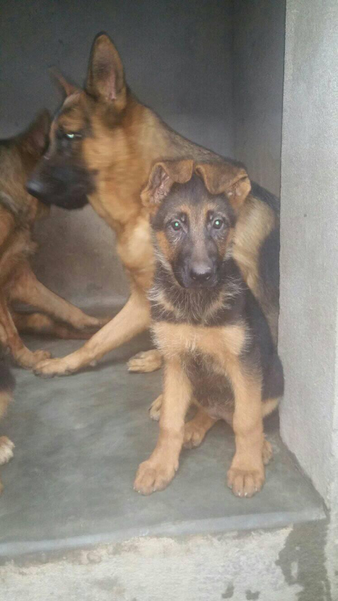 CHIOTS BERGER ALLEMAND Miniature 1