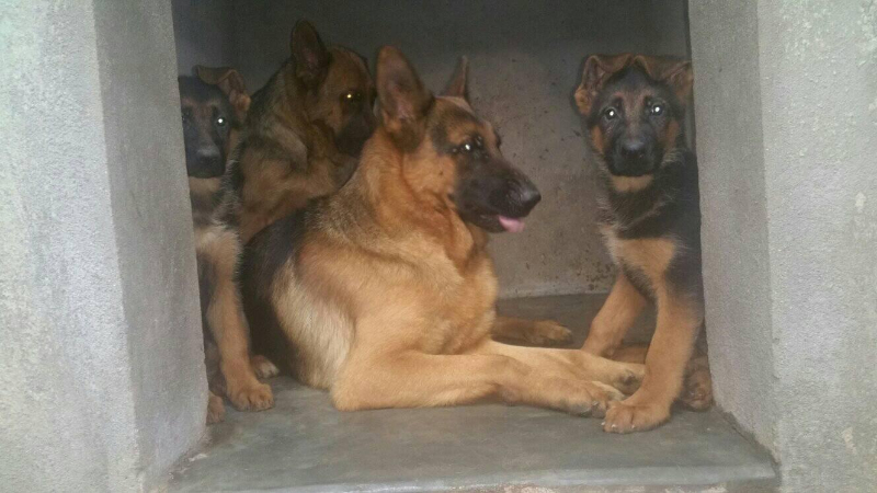 CHIOTS BERGER ALLEMAND Miniature 2