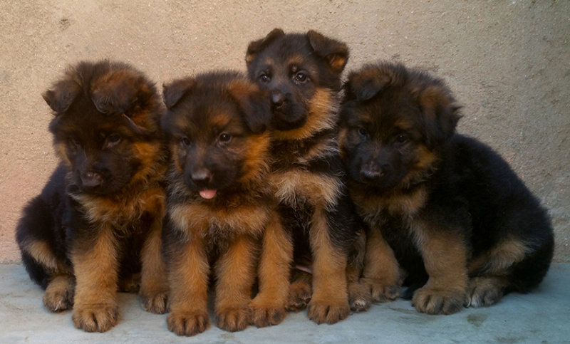 CHIOTS BERGER ALLEMAND - Tana, Madagascar
