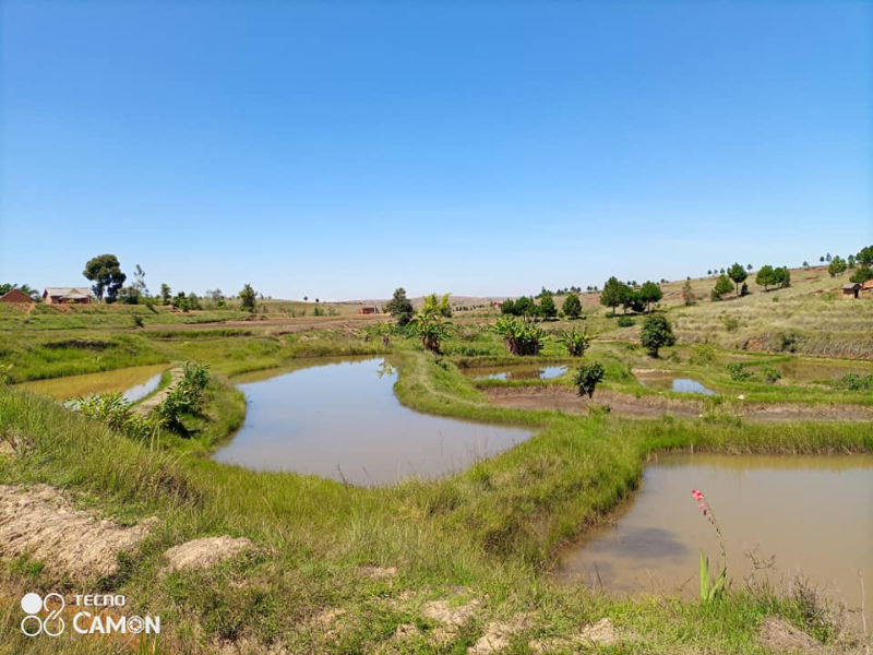 A VENDRE TERRAIN AVEC BASSINS PISCICOLE A ANKAZOBE Miniature 1
