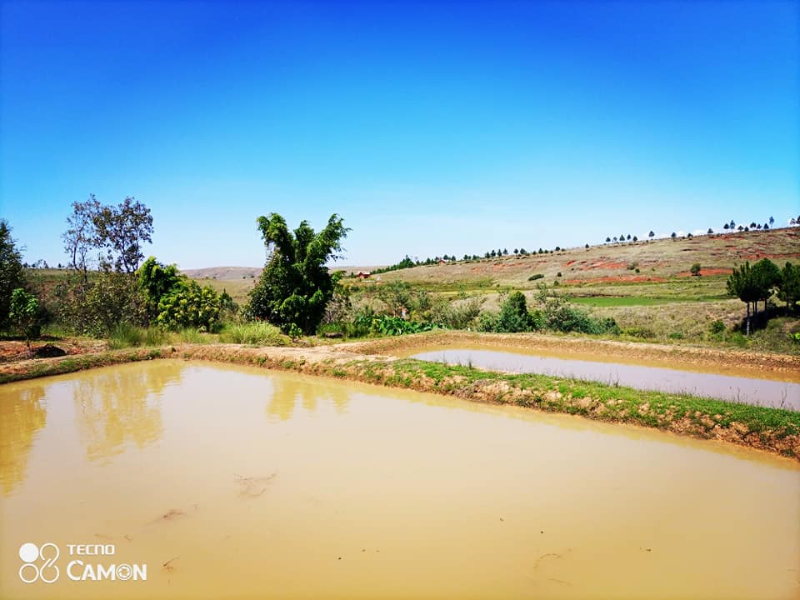 TERRAIN AVEC DES BASSINS PISCICOLE A ANKAZOBE - tana, Mada